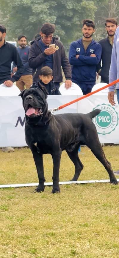 Cane corso imported 03234696626