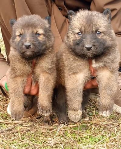 Belgium bigyari pair 55 day for sale active and healthy fully security