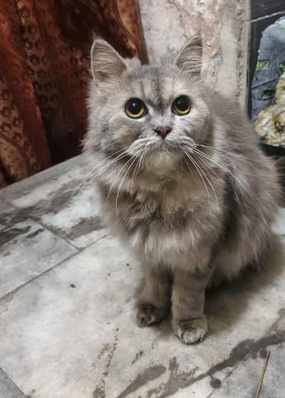 Persian breeder cat for sale