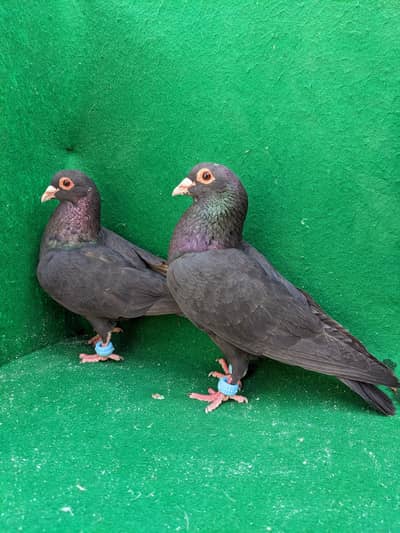 kala minadad Breeder piar