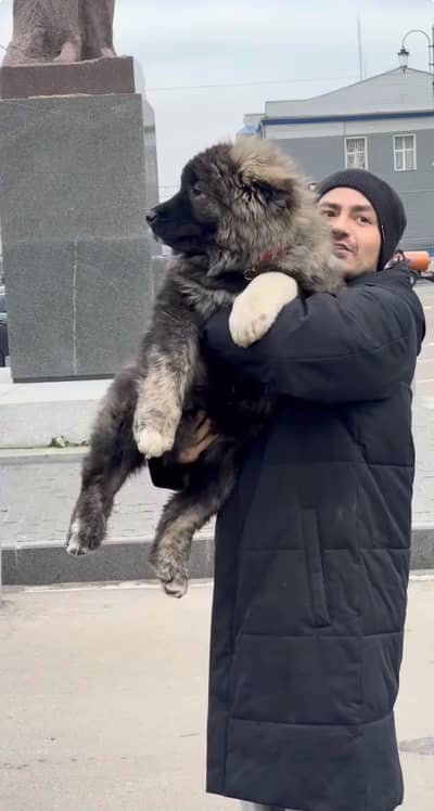 Caucasian shepherd 03234696626