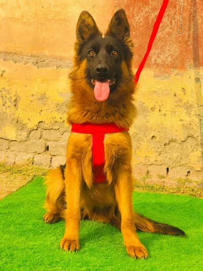 German Shepherd | German Shepherd Female | Long Coat Feamle | GSD