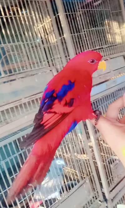 Red Moluccan lory 03156376925