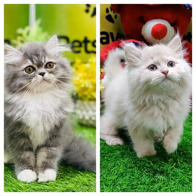 Persian Kittens | litter Trained | Doll Face | Punch Face | Ava