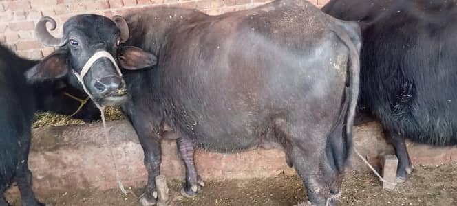 crow, buffalo, bhins for sale (total 3 buffalo)