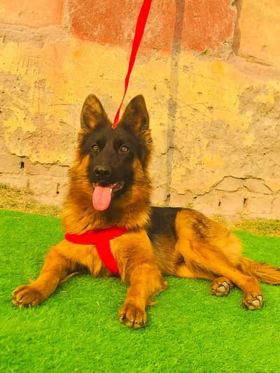 German shepherd Female Dog | Long Coat German Shepherd | GSD For Sale