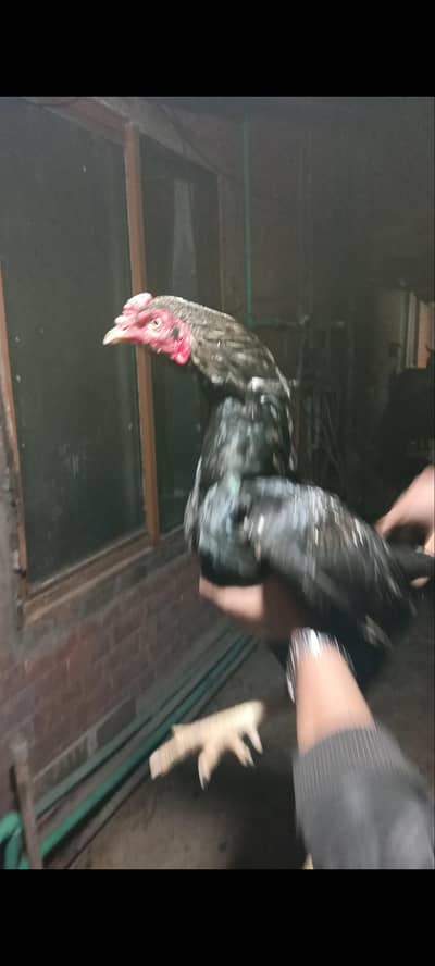 Aseel patha for sale quality breed