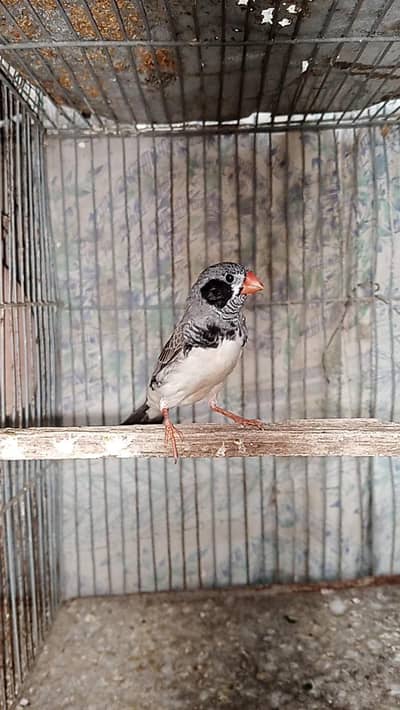 Zebra finch males "only male"
