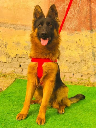 German Shepherd | German Shepherd long Coat Female | GSD For Sale