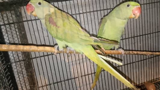 raw parrot pair for sale