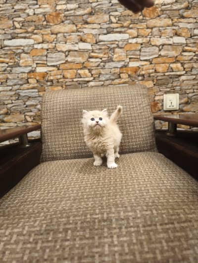 High Quality Kittens / punch face kittens / cute/tripple coated/flufy