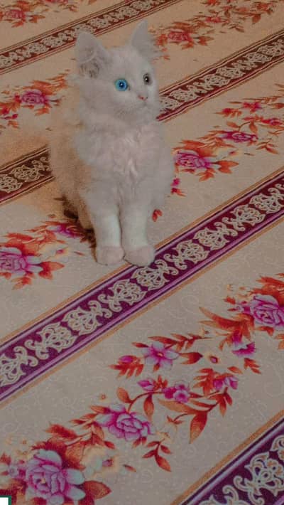 Persian kitten Double coat are available. .