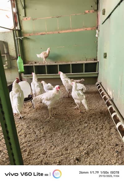 Heera Murghay for sale 0/3/0/0/6/9/4/5/6/8/7