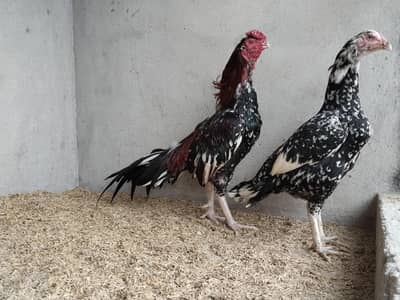 High Quality Aseel Pair