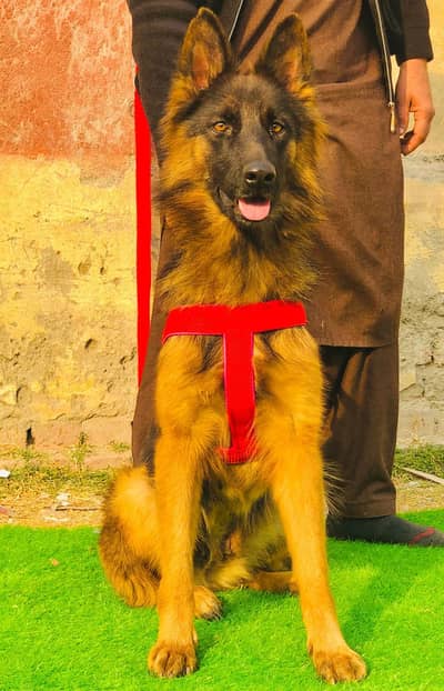 German shepherd Dog | Long Coat Female Dog | GSD For Sale