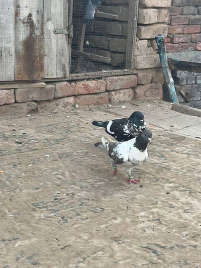 pishori breeder jora