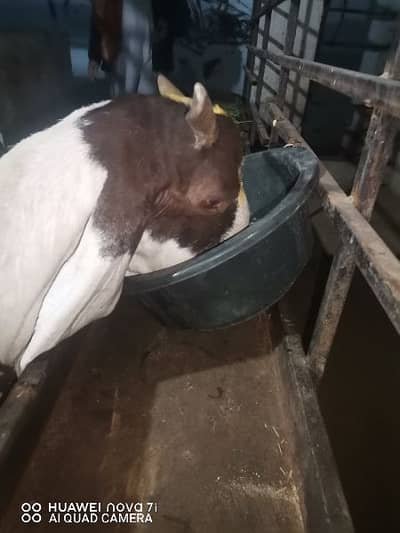 2 tayyar gabban bakriyan