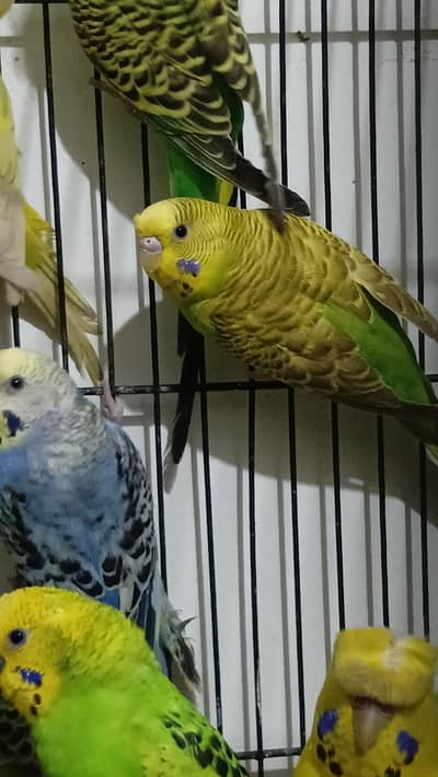 Australian budgies for sale love birds available