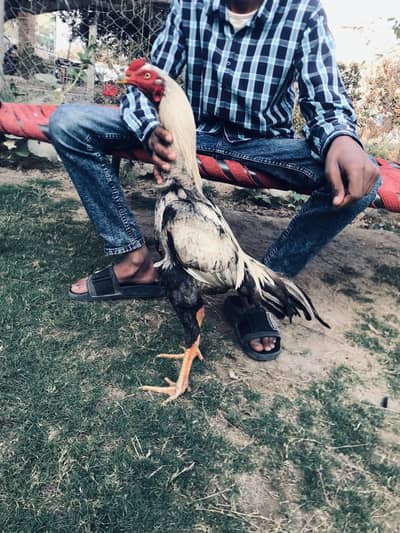 Aseel murga pure Sindhi breed