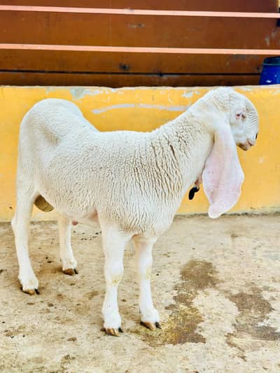 Sargodha pever bacha