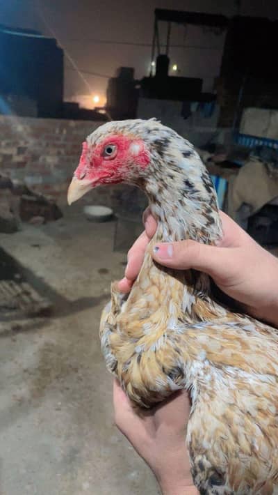 aseel pathian or murgian