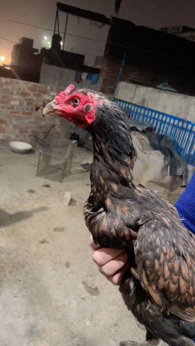 aseel pathian or murgian