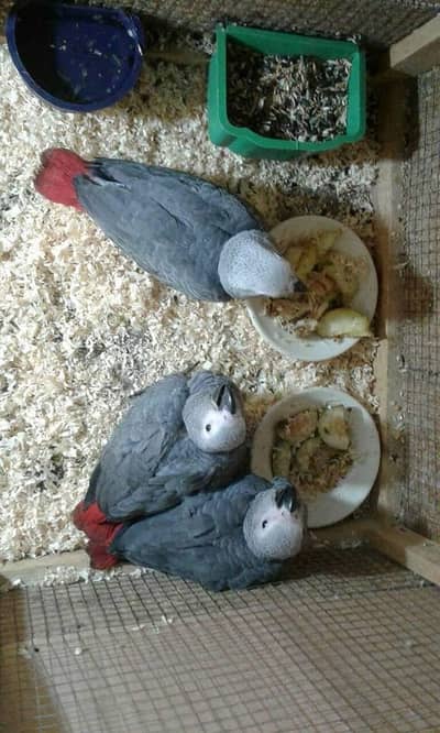 African grey parrot 5 month age contact number 03434057183