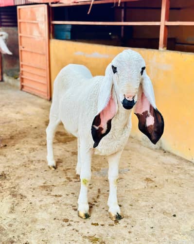 Larkna mix 2 dant andu dunba