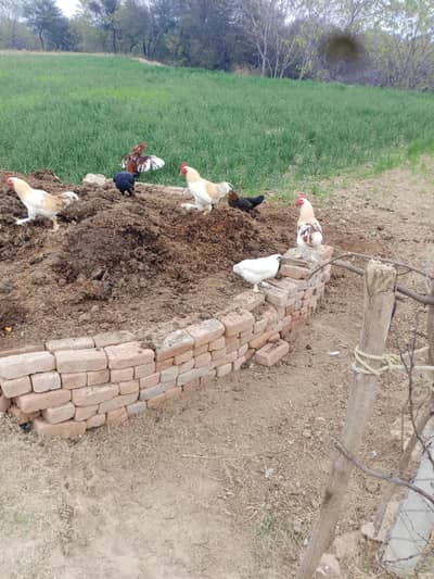 Roosters/Murga for sale