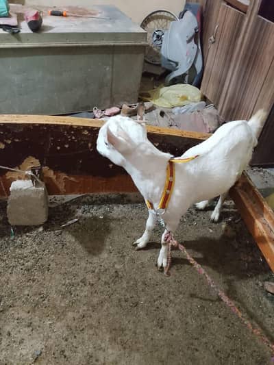 Ablac/ Full gulabi pointed zero size