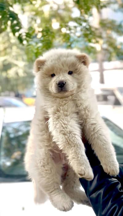chow chow imported pup available