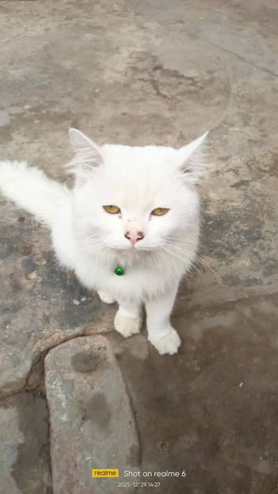 White persian male cat