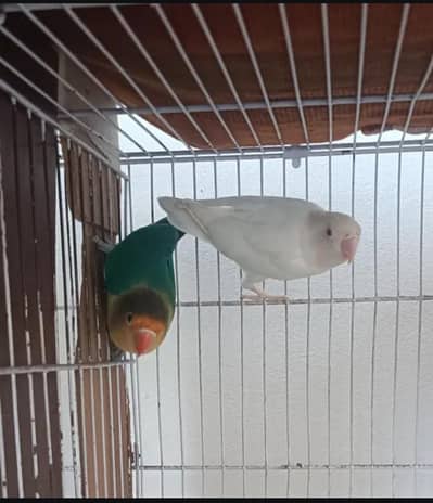 2 Pair Confirm Breeder