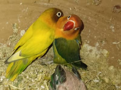 2 Pair Confirm Breeder