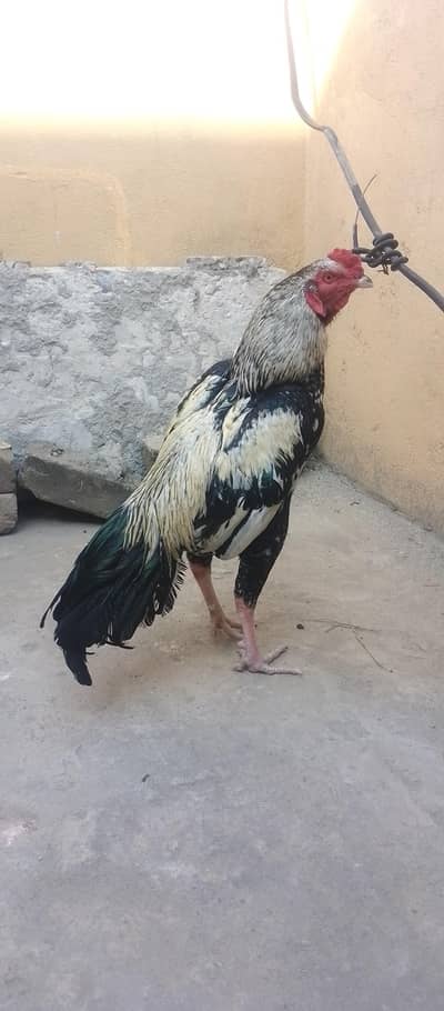 java aseel murga hai bht achi nasal mai