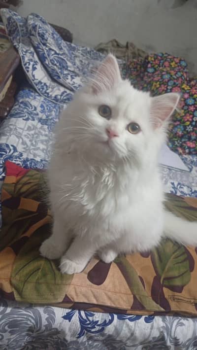 Persian Kittens | Persian Cat | Triple Coated Kittens / Cats For Sale