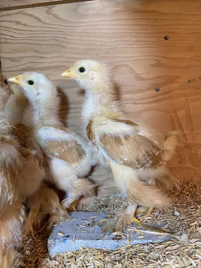 Golden Heavy Buff Chick's