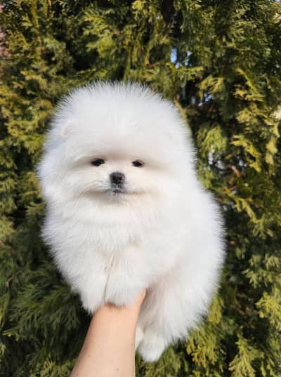 Pomeranian (miniature) male pup available