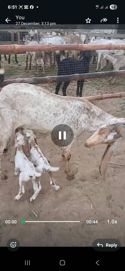 makhi chini breeder goats for sale with kids