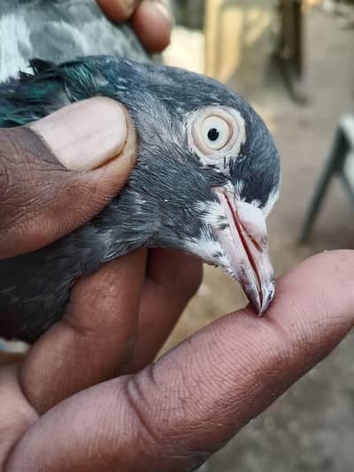 teddy manmdin pegion age 2 years  black female