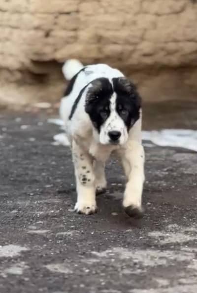 Alabai big size male puppy available