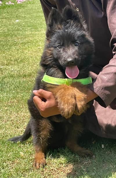 German shepherd puppy my WhatsApp number 03263535112