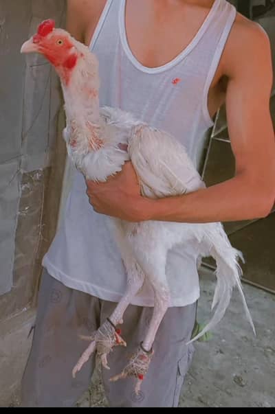 Heera King size breeder patha                Hira/hera/Hen/Aseel/Murga