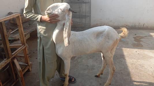 Desi bakri