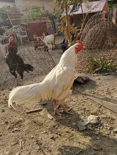White Murgha peeli nok nali