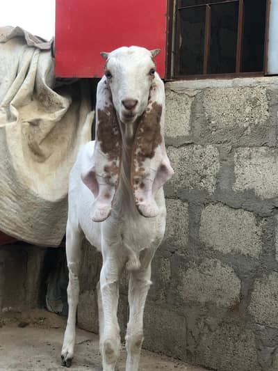 1 ablak  bakra for sale