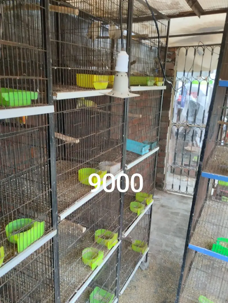 Australian birds or love birds or cages — photo 7
