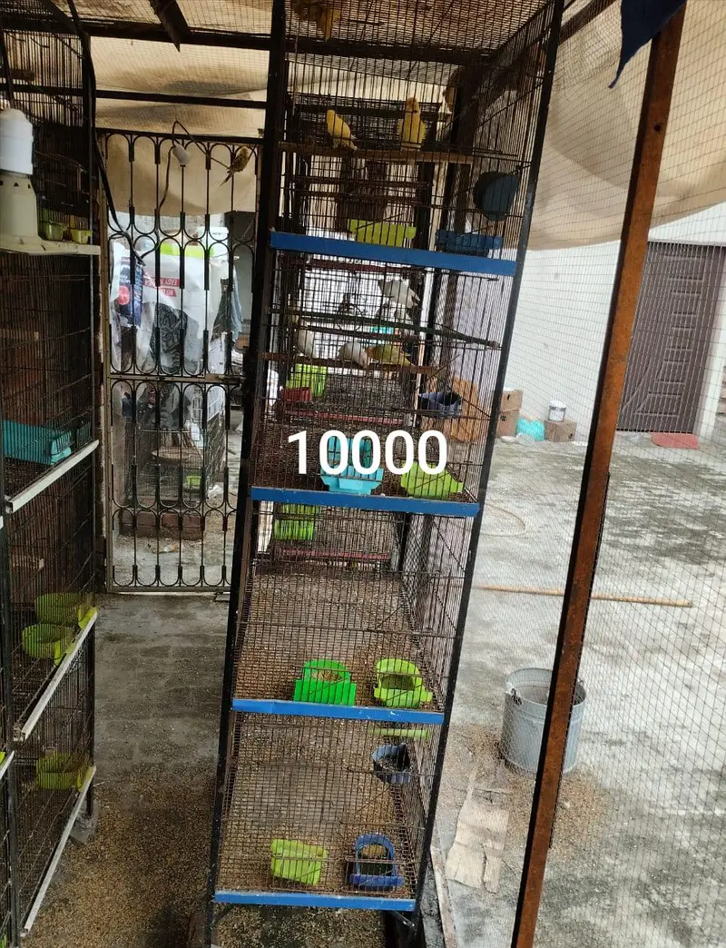 Australian birds or love birds or cages — photo 8
