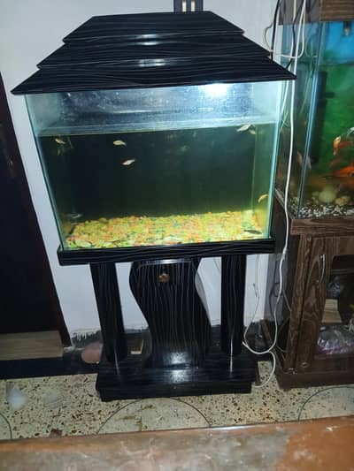 Slightly used Aquarium available for sale with 1 dozen molly fishes