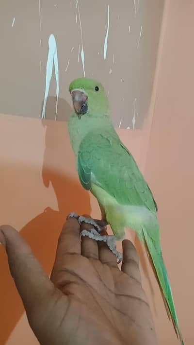 ring neck femele for sale